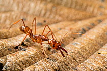 Trap-jaw ant (Odontomachus hastatus) crawling over a dead leaf, Wayqecha, Peru.