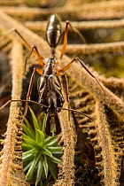 Trap-jaw ant (Odontomachus chelifer) portrait, Wayqecha, Peru.