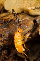 Trap-jaw ant (Odontomachus sp.) preying upon a cockroach larva. Captive.