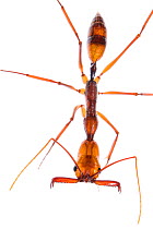 Trap-jaw ant (Odontomachus hastatus) with mandibles open, Wayqecha, Peru.