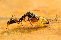 Trap jaw ant (Odontomachus sp.) preying upon a cockroach larva. Captive.
