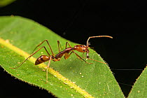 Trap-jaw ant (Odontomachus hastatus) with mandibles open, Los Amigos Biological Station, Peru.