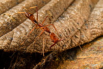 Trap-jaw ant (Odontomachus hastatus) on a dead leaf with mandibles open, ready to strike, Wayqecha, Peru.