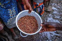 Women holding pot of sprouted and rotting legumes, part of their food stores destroyed by cyclone Idai. Outskirts of Gorongosa National Park, Mozambique. March 2019.