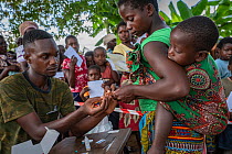 Woman offering her child's finger to be pricked for malaria test in Momba community in park's buffer zone during Medecins Sans Frontieres event. Outskirts of Gorongosa National Park, Mozambi...