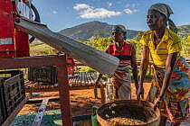 Workers Vaida and Fatianca cleaning freshly picked coffee cherries, Gorongosa National Park, Mozambique. May.