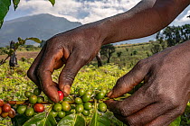 Worker's hands picking ripe coffee cherries on Mount Gorongasa, Gorongosa National Park, Mozambique. May.