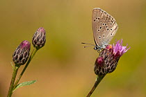 Alcon blue butterfly (Phengaris alcon) resting on thistle flowerhead, Puy-de-Dome, France. July.