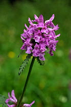 Betony (Stachys officinalis) in flower, Surrey, England, July.