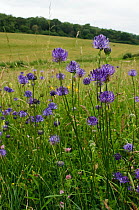 Wildflower meadow with Round-headed rampion (Phyteuma orbiculare) in flower, Surrey, England. July.