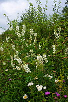 White Goat's-rue (Galega officinalis) in flower, Nutfield Marsh nature reserve, Surrey, England. July.