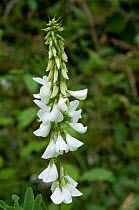 White Goat's-rue (Galega officinalis) in flower, Nutfield Marsh nature reserve, Surrey, England. July.
