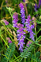 Tufted vetch (Vicia cracca) in flower, Surrey, England, June.