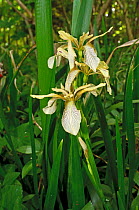 Stinking iris (Iris foetidissima) in flower, in woodland, Surrey, England. June.