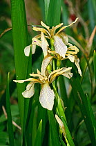 Stinking iris (Iris foetidissima) in flower, in woodland, Surrey, England. June.