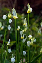 Few-flowered leek (Allium paradoxum) in flower, Surrey, England. April.