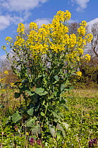 Field mustard (Brassica rapa) in flower, in area used for sacrificial crop growing for birds, Surrey, England. April.