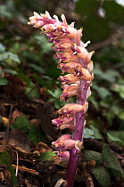 Common toothwort (Lathraea squamaria) in flower, under trees, Surrey, England. April. &copy; Linda Pitkin LP0559