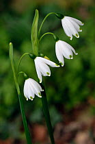 Summer snowflake (Leucojum aestivum) in flower, naturalised in woodland, garden escape, Surrey, England. March.