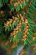 Male flowers of English yew (Taxus baccata), Surrey, England. March.
