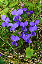 Sweet violet (Viola odorata) in flower, Surrey, England. March.