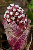 Female flower of Butterbur (Petasites hybridus), Surrey, England. March.
