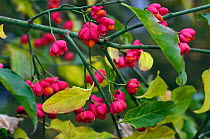 Common spindle (Euonymus europaeus) fruit,  Selsdon Wood Nature Reserve, Surrey, England. November.