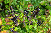 Wild privet (Ligustrum vulgare) berries, Selsdon Wood Nature Reserve, Surrey, England. October.