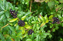Wild privet (Ligustrum vulgare) berries, Selsdon Wood Nature Reserve, Surrey, England. October.