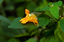 Orange balsam (Impatiens capensis) in flower, Kew, London, England. August.