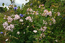 Common soapwort (Saponaria officinalis) and Chicory (Cichorium intybus) in flower, Surrey, England. August.