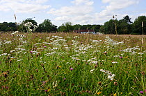 Wildflower meadow with flowering Sneezewort (Achillea ptarmica), Surrey, England. August.