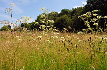 Wildflower meadow with flowering Burnet-saxifrage (Pimpinella saxifraga), Surrey, England. August.