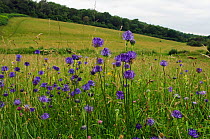 Meadow with flowering Round-headed rampion (Phyteuma orbiculare), Surrey, England. July.