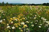 Wildflower meadow with flowering St John's-wort (Hypericum perforatum), and Oxeye daisies (Leucanthemum vulgare), Nutfield Marsh Nature Reserve, Surrey, England. July.