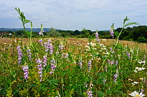 Wildflower meadow with fowering Goat's-rue (Galega officinalis), Nutfield Marsh Nature Reserve, Surrey, England. July.