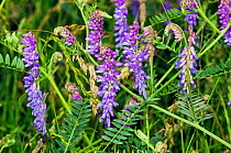 Tufted vetch (Vicia cracca) in flower, Surrey, England. June.
