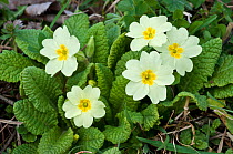 Common primrose (Primula vulgaris) in flower, Surrey, England. March.