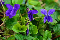 Sweet violet (Viola odorata) in flower, Surrey, England. March.