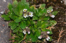 Common whitlowgrass (Erophila verna) in flower, growing at edge of pavement, Surrey, England. March.