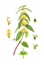 Watercolour painting of Yellow archangel (Lamiastrum galeobdolon). Botanical illustration by Linda Pitkin.