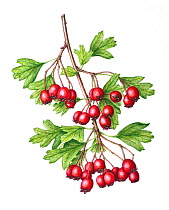 Watercolour painting of Common hawthorn (Crataegus monogyna) berries. Botanical illustration by Linda Pitkin.