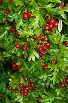 Common hawthorn (Crataegus monogyna) berries,  Selsdon Wood Nature Reserve, Surrey, England. October.