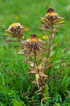 Dead Carline thistle (Carlina vulgaris) flower heads, Surrey, England. September.