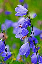 Harebells (Campanula rotundifolia) in flower, Surrey, England. August.