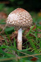 Shaggy parasol mushroom (Macrolepiota procera), Surrey, England, October.