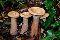 Trooping funnel mushrooms (Clitocybe geotropa), young specimens, Selsdon Wood Nature Reserve, Surrey, England. October.