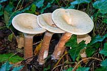 Trooping funnel mushrooms (Clitocybe geotropa),  Selsdon Wood Nature Reserve, Surrey, England. November.
