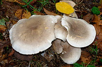 Clouded funnel mushroom (Clitocybe nebularis), Sussex, England. November.