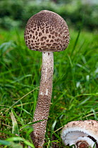 Parasol mushroom (Macrolepiota procera), Surrey, England. October.